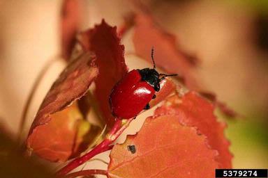 poplar leaf beetle (Chrysomela populi ) on aspen/poplar (Populus spp. ) - 5379274