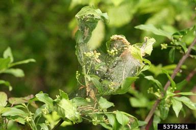 bird-cherry ermine (Yponomeuta evonymella ) on plum/cherry (Prunus spp. ) - 5379281