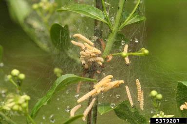 bird-cherry ermine (Yponomeuta evonymella ) on plum/cherry (Prunus spp. ) - 5379287