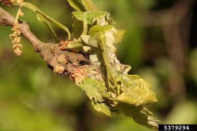 Pyralid moth (Acrobasis consociella ) on oak (Quercus spp. ) - 5379294