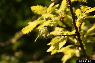 Pyralid moth (Acrobasis consociella ) on oak (Quercus spp. ) - 5379295