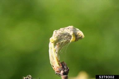 Pyralid moth (Acrobasis consociella ) on oak (Quercus spp. ) - 5379302