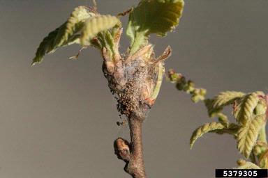 Pyralid moth (Acrobasis consociella ) on oak (Quercus spp. ) - 5379305