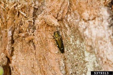 oak splendour beetle (Agrilus biguttatus ) on oak (Quercus spp. ) - 5379313