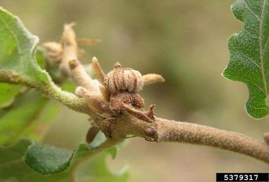 Cynipid gall wasp (Andricus galeatus ) on oak (Quercus spp. ) - 5379317