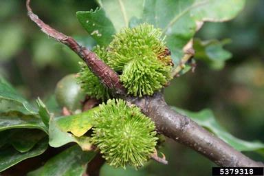 Cynipid gall wasp (Andricus lucidus ) on oak (Quercus spp. ) - 5379318