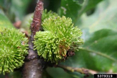 Cynipid gall wasp (Andricus lucidus ) on oak (Quercus spp. ) - 5379319