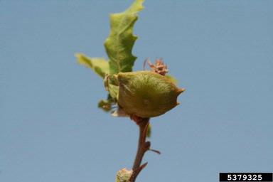 Cynipid gall wasp (Andricus quercustozae ) on oak (Quercus spp. ) - 5379325