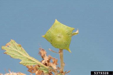 Cynipid gall wasp (Andricus quercustozae ) on oak (Quercus spp. ) - 5379328