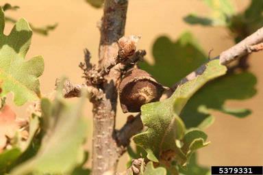 Cynipid gall wasp (Andricus quercustozae ) on oak (Quercus spp. ) - 5379331