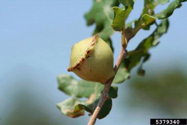 Cynipid gall wasp (Andricus quercustozae ) on oak (Quercus spp. ) - 5379340