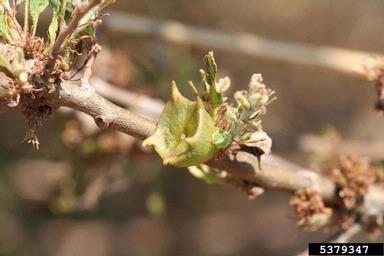 Cynipid gall wasp (Andricus quercustozae ) on oak (Quercus spp. ) - 5379347