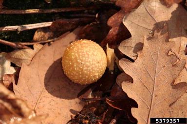 Cynipid gall wasp (Cynips quercusfolii ) on oak (Quercus spp. ) - 5379357