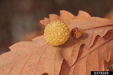 Cynipid gall wasp (Cynips quercusfolii ) on oak (Quercus spp. ) - 5379359