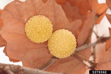 Cynipid gall wasp (Cynips quercusfolii ) on oak (Quercus spp. ) - 5379362