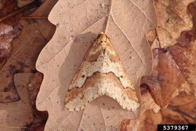 mottled umber moth (Erannis defoliaria ) on oak (Quercus spp. ) - 5379367