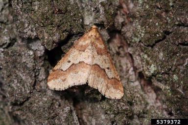 mottled umber moth (Erannis defoliaria ) on oak (Quercus spp. ) - 5379372