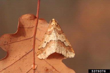 mottled umber moth (Erannis defoliaria ) on oak (Quercus spp. ) - 5379376