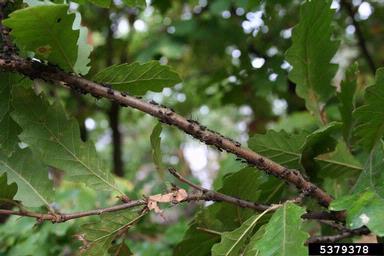 aphid (Lachnus roboris ) on oak (Quercus spp. ) - 5379378