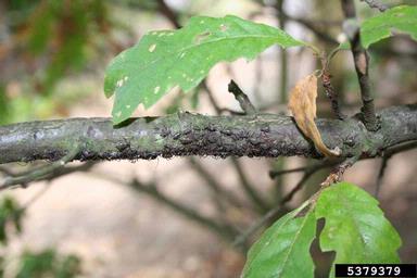 aphid (Lachnus roboris ) on oak (Quercus spp. ) - 5379379