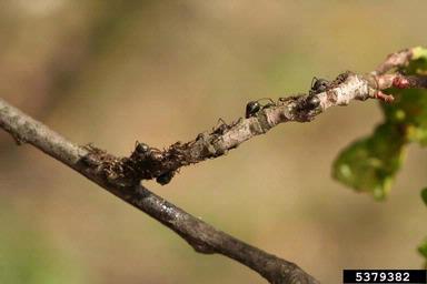 aphid (Lachnus roboris ) on oak (Quercus spp. ) - 5379382
