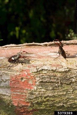 Stag beetle (Lucanus cervus ) on oak (Quercus spp. ) - 5379389