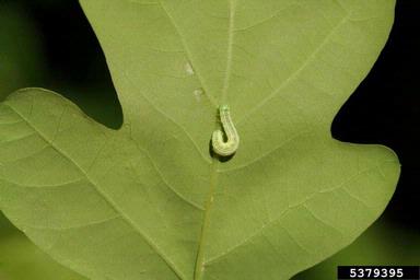 winter moth (Operophtera brumata ) on oak (Quercus spp. ) - 5379395