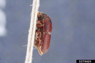 European oak bark beetle (Scolytus intricatus ) on oak (Quercus spp. ) - 5379420