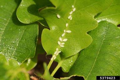 aphid (Tuberculatus annulatus ) on oak (Quercus spp. ) - 5379423