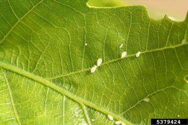 aphid (Tuberculatus annulatus ) on oak (Quercus spp. ) - 5379424