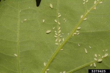 aphid (Tuberculatus annulatus ) on oak (Quercus spp. ) - 5379425
