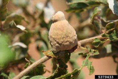 oak galls on oak (Quercus spp. ) - 5379433