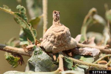 oak galls on oak (Quercus spp. ) - 5379436