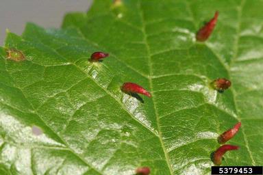 linden gall mite (Eriophyes tiliae ) on linden (Tilia spp. ) - 5379453