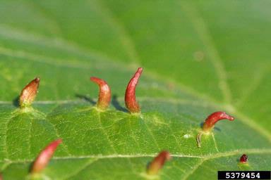 linden gall mite (Eriophyes tiliae ) on linden (Tilia spp. ) - 5379454