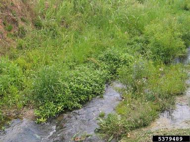 alligatorweed, Alternanthera philoxeroides  (Caryophyllales: Amaranthaceae) - 5379489