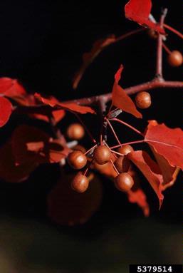 Callery pear (Bradford pear), Pyrus calleryana  (Rosales: Rosaceae) - 5379514