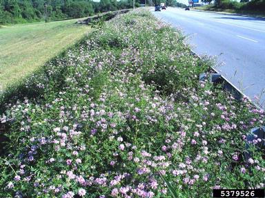 crownvetch, Securigera varia  (Fabales: Fabaceae (Leguminosae)) - 5379526