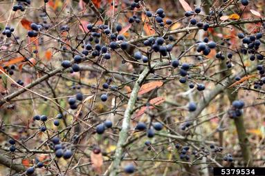 glossy buckthorn, Frangula alnus  (Rhamnales: Rhamnaceae) - 5379534