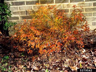 Japanese barberry, Berberis thunbergii  (Ranunculales: Berberidaceae) - 5379542