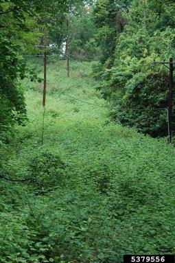 Japanese knotweed, Fallopia japonica  (Polygonales: Polygonaceae) - 5379556
