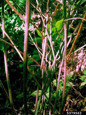 Japanese spiraea, Spiraea japonica  (Rosales: Rosaceae) - 5379563