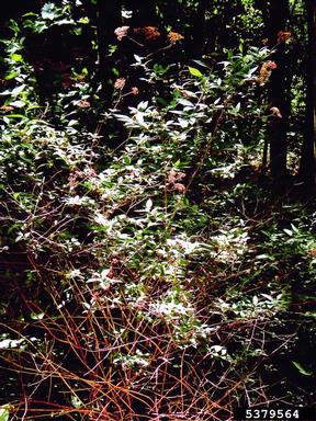 Japanese spiraea, Spiraea japonica  (Rosales: Rosaceae) - 5379564