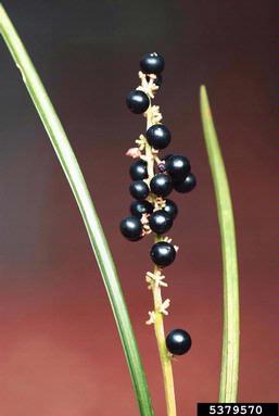monkeygrass, Liriope muscari  (Liliales: Liliaceae) - 5379570