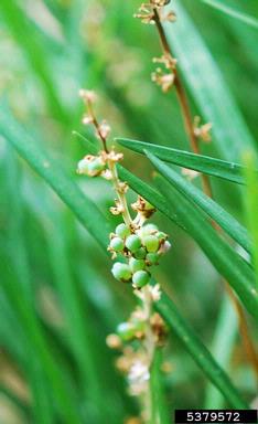 monkeygrass, Liriope muscari  (Liliales: Liliaceae) - 5379572