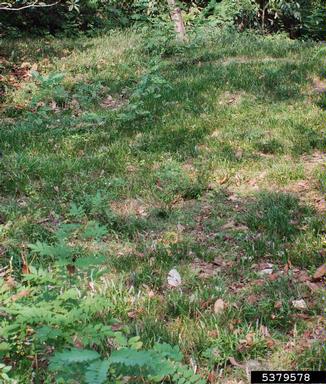 monkeygrass, Liriope muscari  (Liliales: Liliaceae) - 5379578