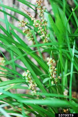 monkeygrass, Liriope muscari  (Liliales: Liliaceae) - 5379579