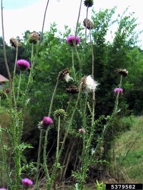 musk thistle, Carduus nutans  (Asterales: Asteraceae) - 5379582