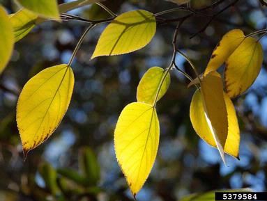 paper-mulberry, Broussonetia papyrifera  (Urticales: Moraceae) - 5379584
