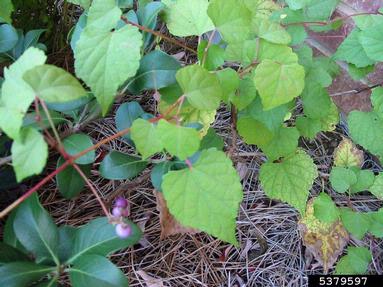 Amur peppervine, Ampelopsis brevipedunculata  (Rhamnales: Vitaceae) - 5379597